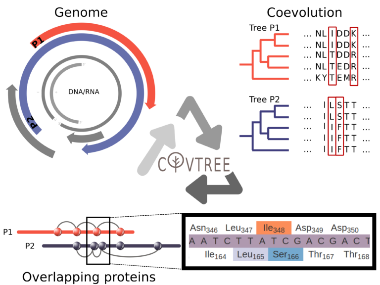 Read more about the article Overlapping genes
