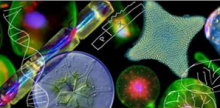 Read more about the article The molecular life of Diatoms