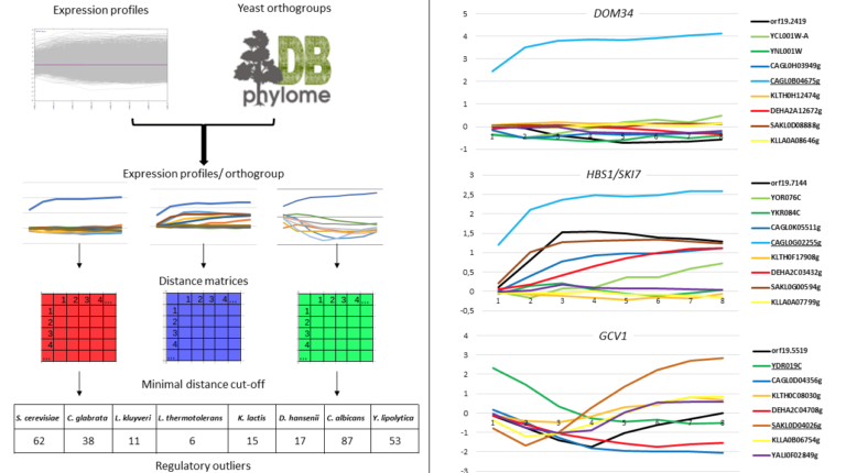 Read more about the article Phenotypic diversity