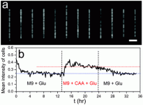 Read more about the article Microfluidic Chemostat