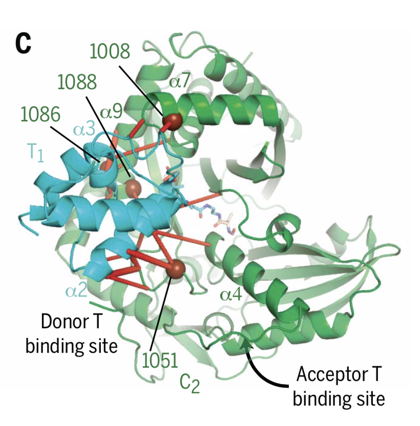 Read more about the article Nonribosomal peptide synthetases