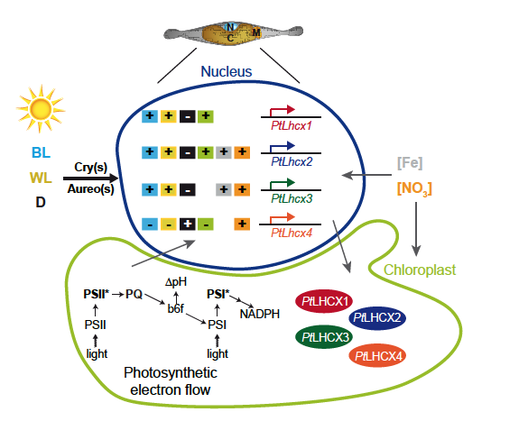 Read more about the article Marine diatoms efficiently