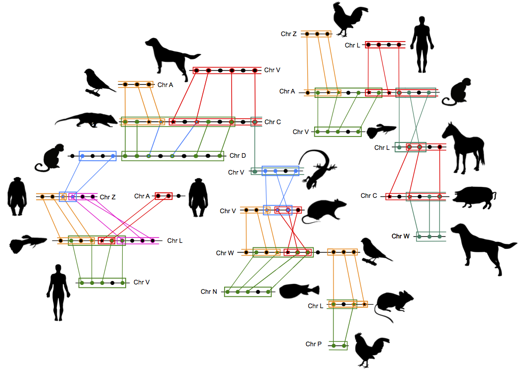 You are currently viewing Phylogenetic reconstruction