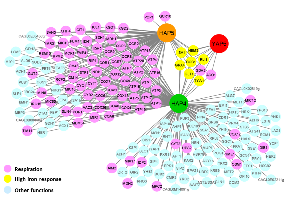 Read more about the article Gene duplication