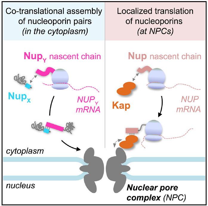 Read more about the article Genetics networks