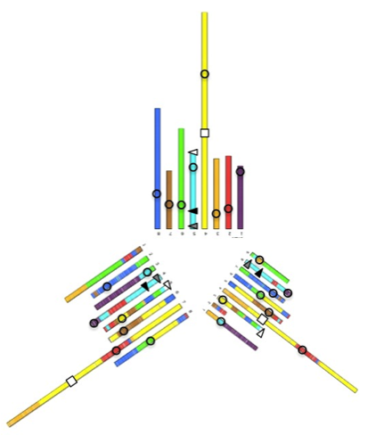 You are currently viewing Complete reconstruction of genome history