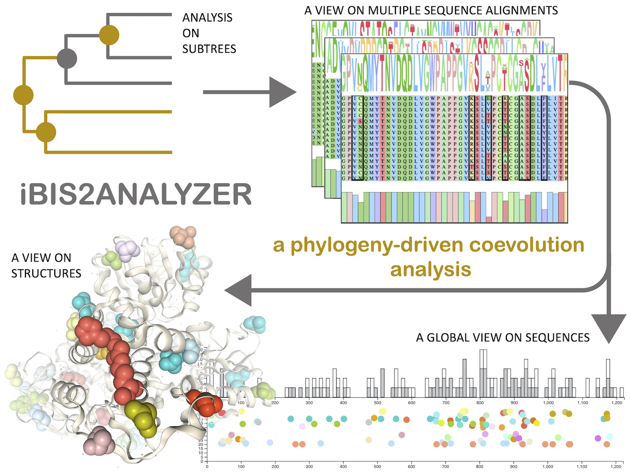 Read more about the article Phylogeny matters in residue coevolution!