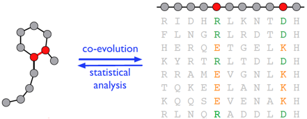 Read more about the article  Coevolution in proteins and RNA, theory and experiments