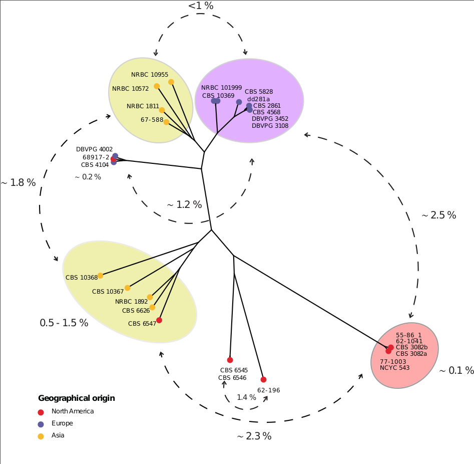You are currently viewing Saccharomyces species