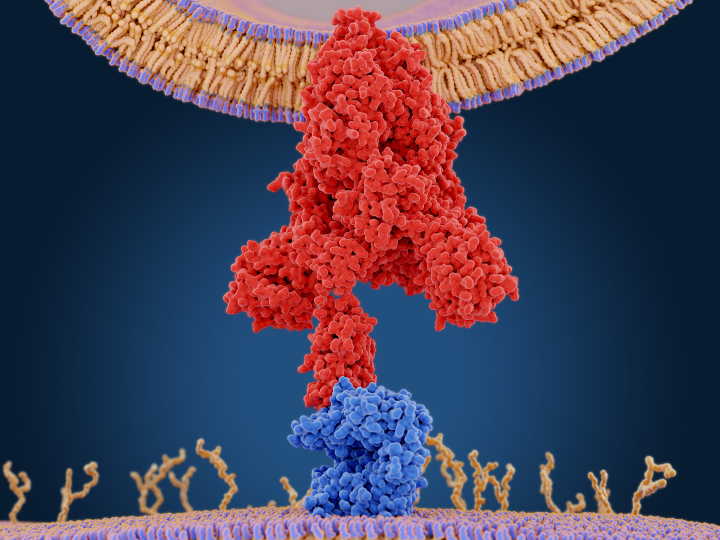 Read more about the article Spike protein of SARS2