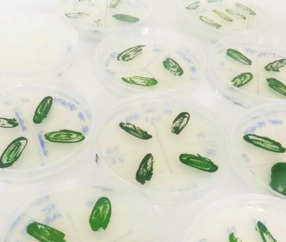 Read more about the article  Nucleic Acids Research