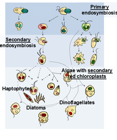 Read more about the article ChloroMosaic