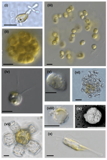 You are currently viewing The Haptophyte Pan-Genome