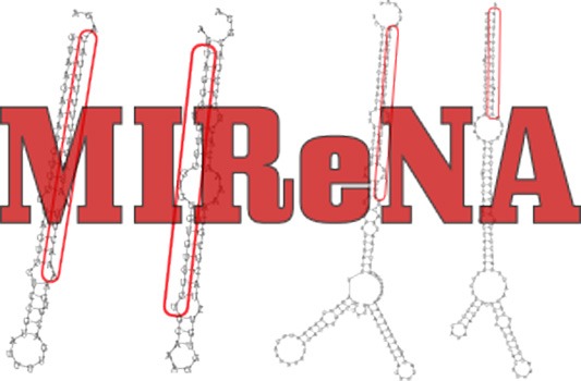 Read more about the article MIReNA