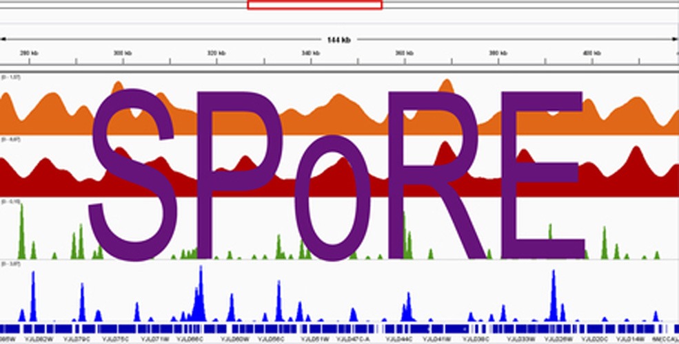 You are currently viewing SPoRE